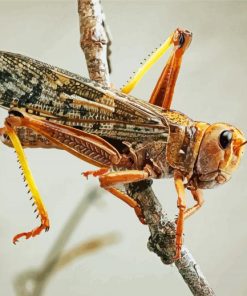 Migratory Locust Insect Paint By Numbers