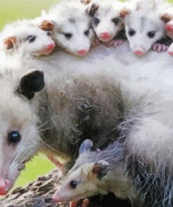 Opossums Paint By Numbers