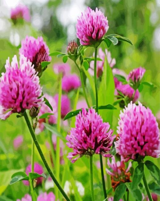 Red Clover Blossoms Paint By Numbers