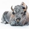 Snow Animal Frozen Bison paint by numbers