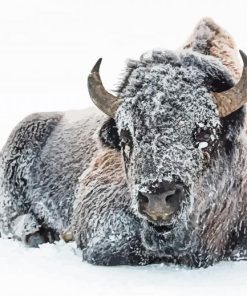 Snow Animal Frozen Bison paint by numbers