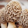 True Morels Mushrooms Paint By Numbers