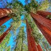 Aesthetic California Redwoods paint by numbers