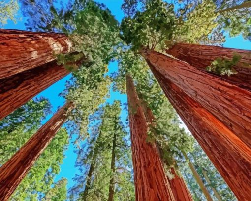 Aesthetic California Redwoods paint by numbers