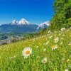 Beautiful Flowers Striking Mountain paint by numbers