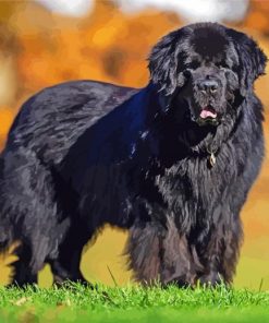 Black Newfoundland Dog paint by numbers