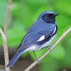 Black Throated Blue Warbler Bird On Branch paint by numbers