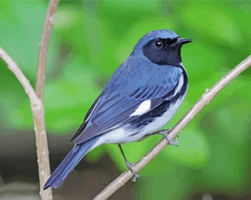 Black Throated Blue Warbler Bird On Branch paint by numbers