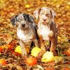 Catahoula Puppies paint by numbers