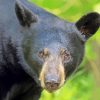 Close Up Black Bear paint by numbers