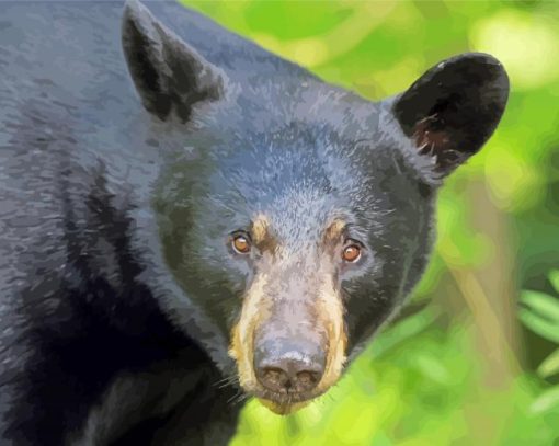 Close Up Black Bear paint by numbers