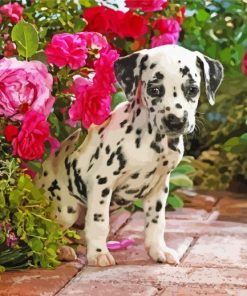Dalmatian Puppy Flowers paint by numbers