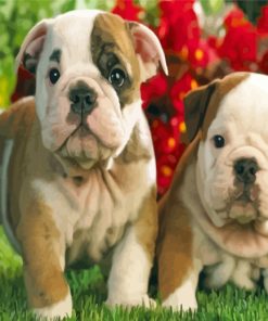 English Bulldog Puppies paint by numbers