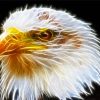 Head Eagle Abstract Paint By Numbers