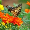 Old World Swallowtail Orange Flower paint by numbers