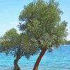 Olive Trees Lake Paint By Numbers