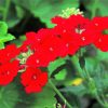 Red Verbena Flowering Plant paint by numbers