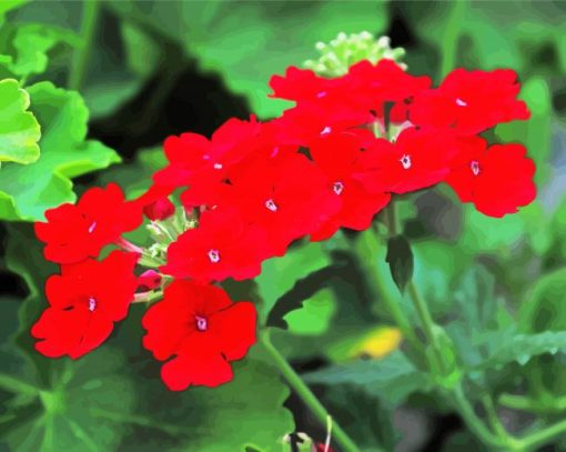 Red Verbena Flowering Plant paint by numbers