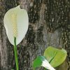 White Flamingo Flower Paint By Numbers