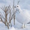 Willow Ptarmigan In Snow Paint By Numbers