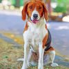 American Foxhound Animal Paint By Numbers