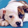 American Bulldog Art Paint By Numbers