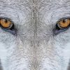 Animal Wolf Eyes Paint By Numbers