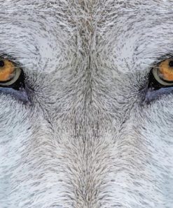 Animal Wolf Eyes Paint By Numbers
