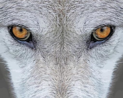 Animal Wolf Eyes Paint By Numbers