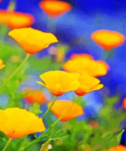 California Poppy Flowers Paint By Numbers