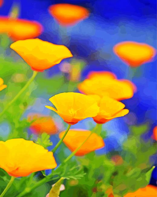 California Poppy Flowers Paint By Numbers