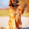 Dog Animal Leonberger Paint By Numbers