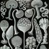 Ernst Haeckel Nature Forms Paint By Numbers
