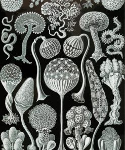 Ernst Haeckel Nature Forms Paint By Numbers