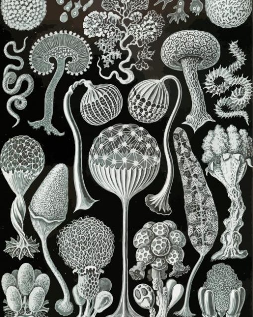 Ernst Haeckel Nature Forms Paint By Numbers