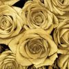 Gold Roses Paint By Numbers