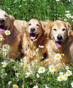 Golden Retriever Dogs With Daisies Paint By Numbers