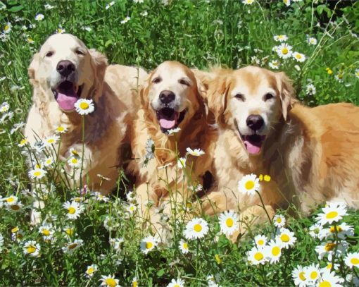 Golden Retriever Dogs With Daisies Paint By Numbers