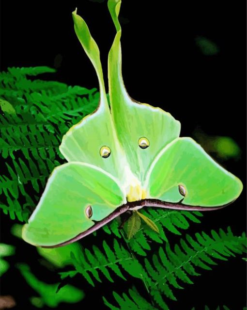 Green Luna Moth Butterfly Paint By Numbers