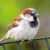 House Sparrow Bird Animal Paint By Numbers