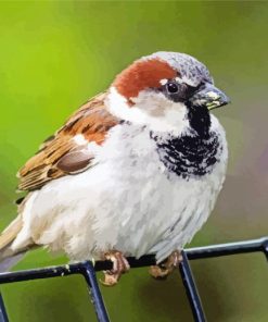 House Sparrow Bird Animal Paint By Numbers