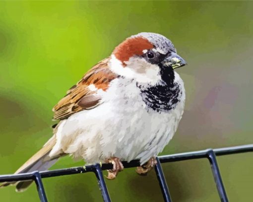 House Sparrow Bird Animal Paint By Numbers