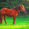 Light Brown Horse Paint By Numbers
