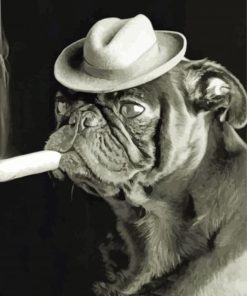 Black And White Pug With A Cigar Paint By Numbers