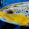 Close Up Brown Trout Fish Paint By Numbers