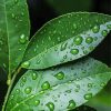 Leaves Water Droplets Paint By Numbers