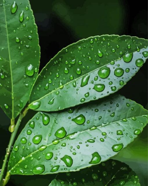 Leaves Water Droplets Paint By Numbers