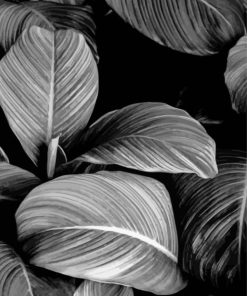 Black And White Plants Paint By Numbers