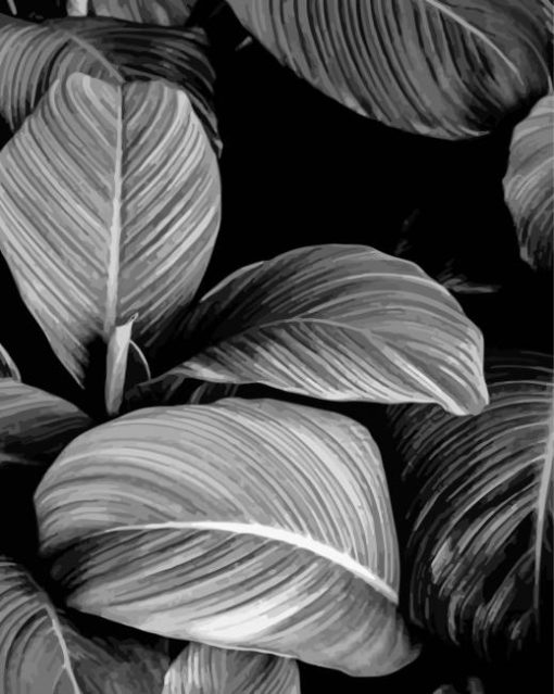 Black And White Plants Paint By Numbers