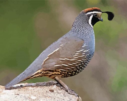 California Quail Paint By Numbers